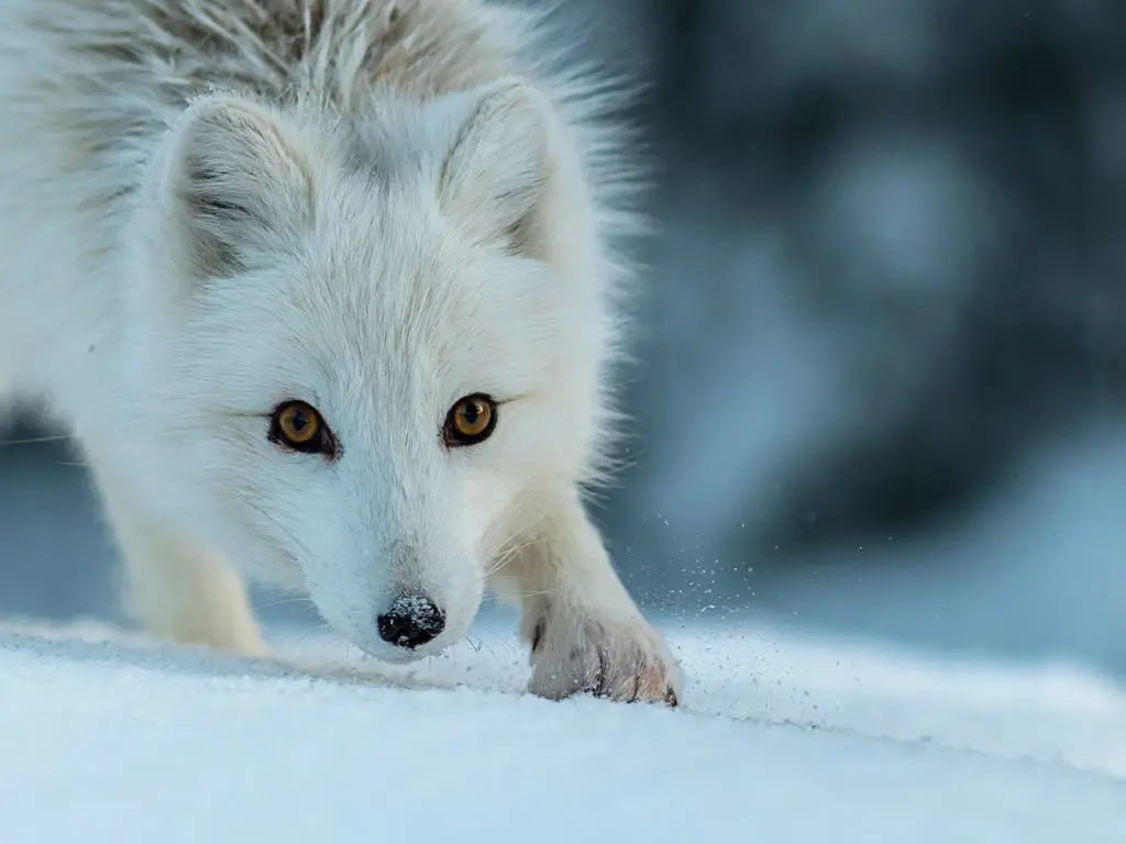 Physiological Adaptations Of An Arctic Fox