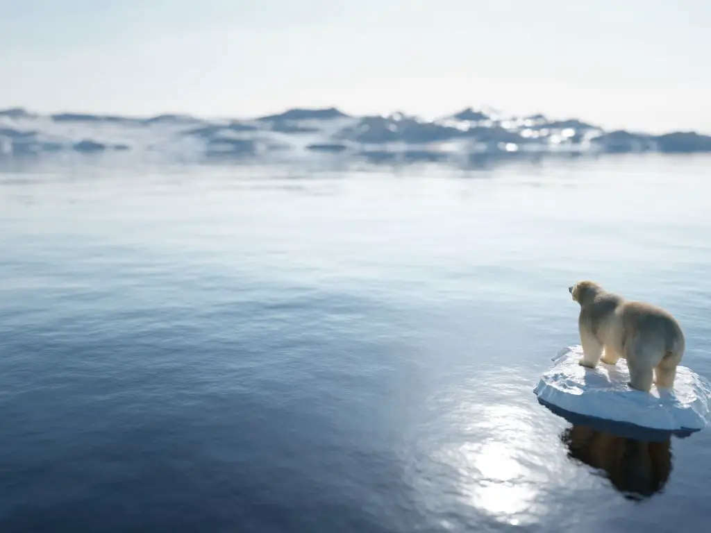 Polar Bears Endangered