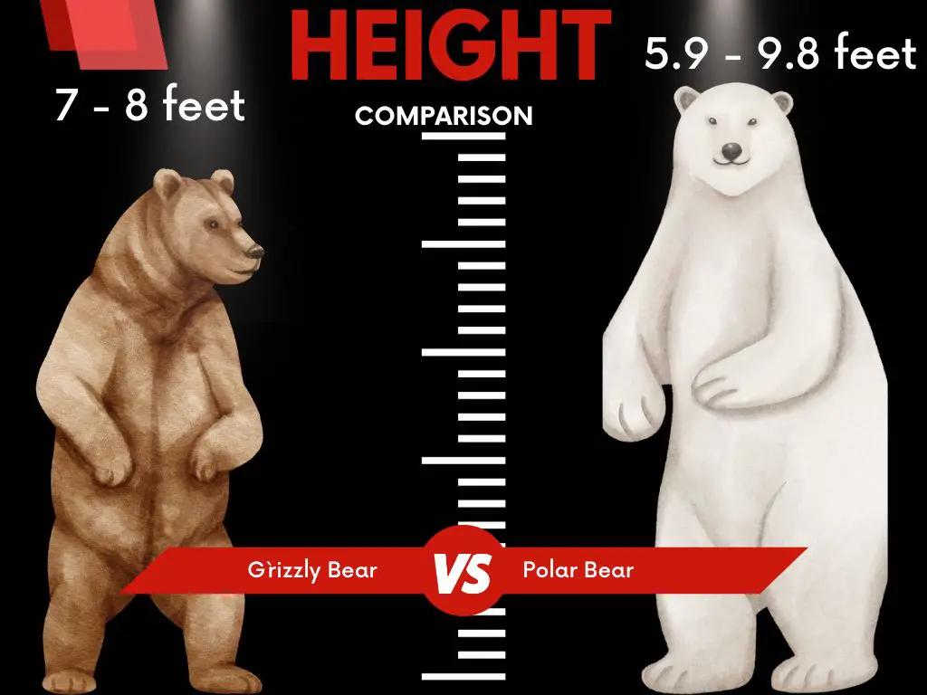 Polar Bears Vs Grizzly Bears Height 1