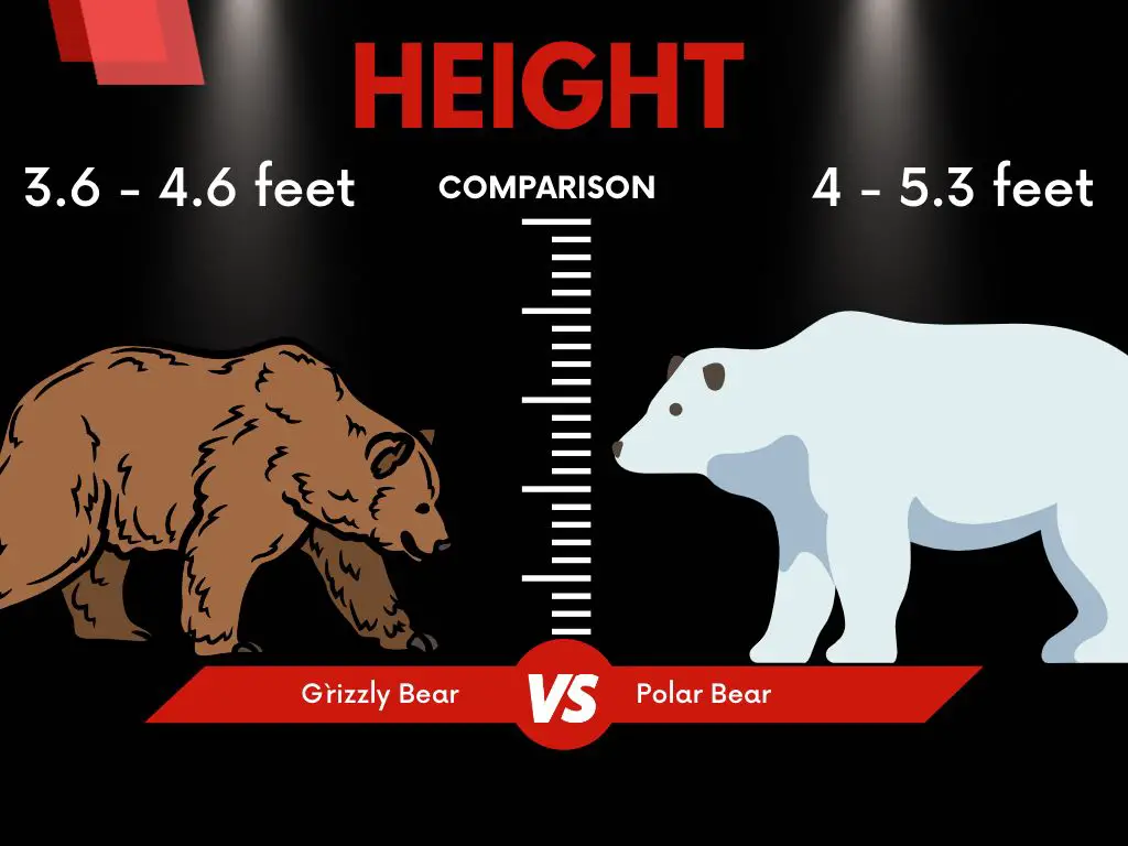 Polar Bears Vs Grizzly Bears Height