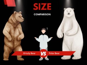 Polar Bears Vs Grizzly Bears Size