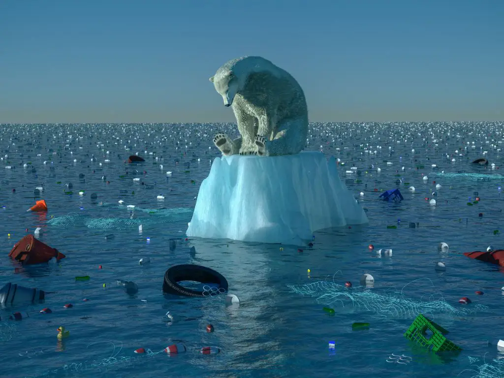 Polar bear and Pollutants