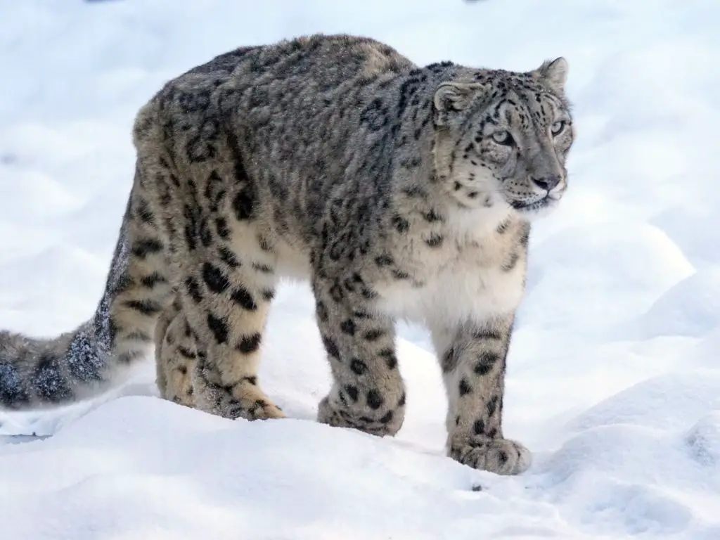 Snow Leopard Diet