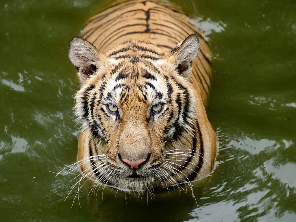 Steps taken by Indian government to protect tigers
