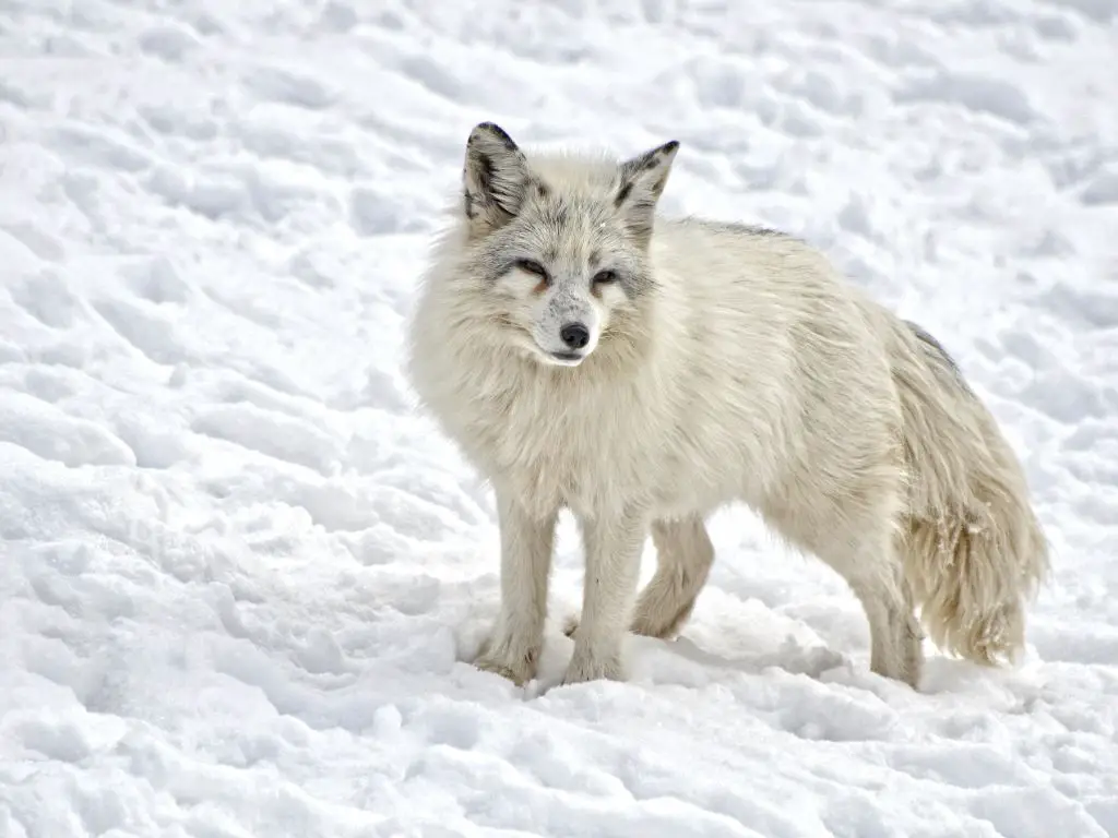 Structural Adaptations Of An Arctic Fox