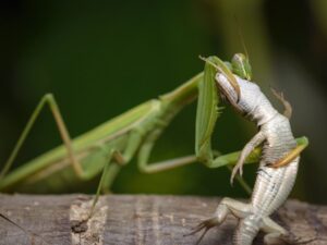 What Do Praying Mantis Eat