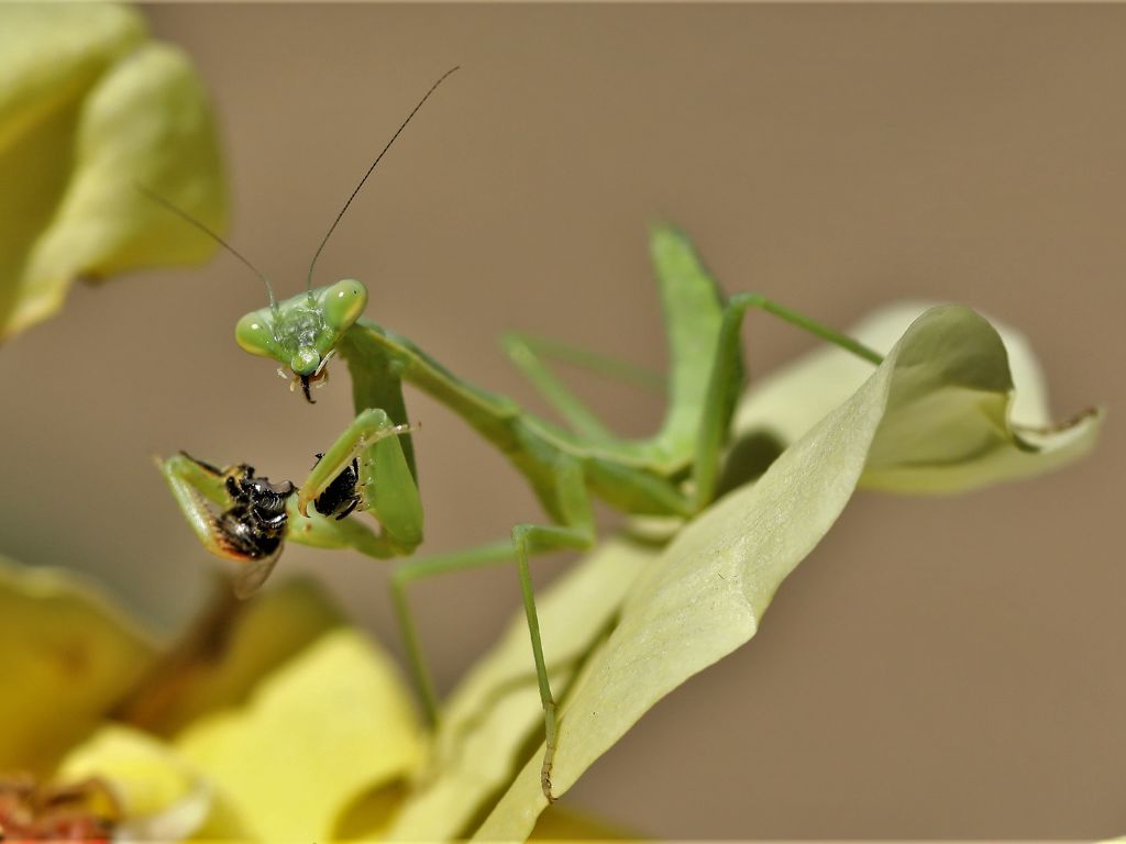 What do praying mantis eat in the garden