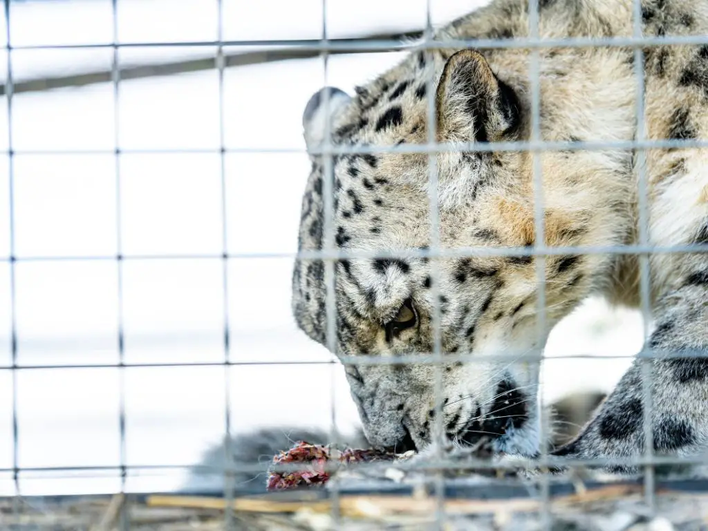 What do snow leopards eat in captivity