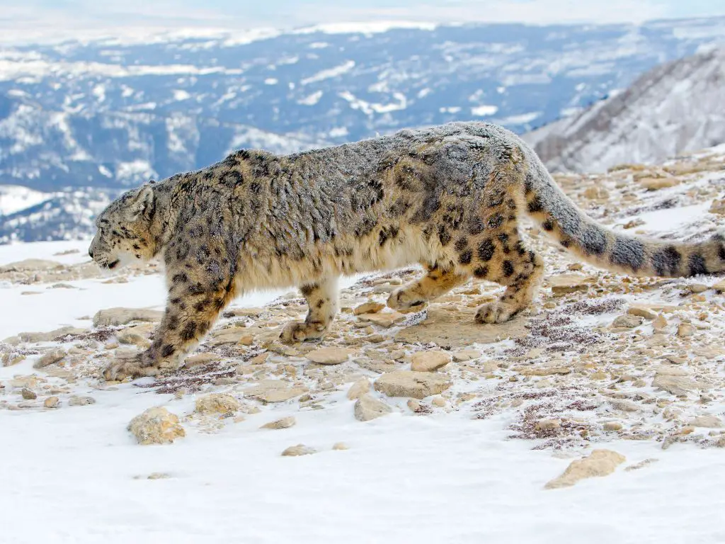 What do snow leopards eat in the wild