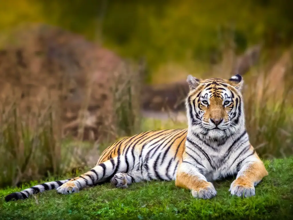 What happens if bengal tigers go extinct