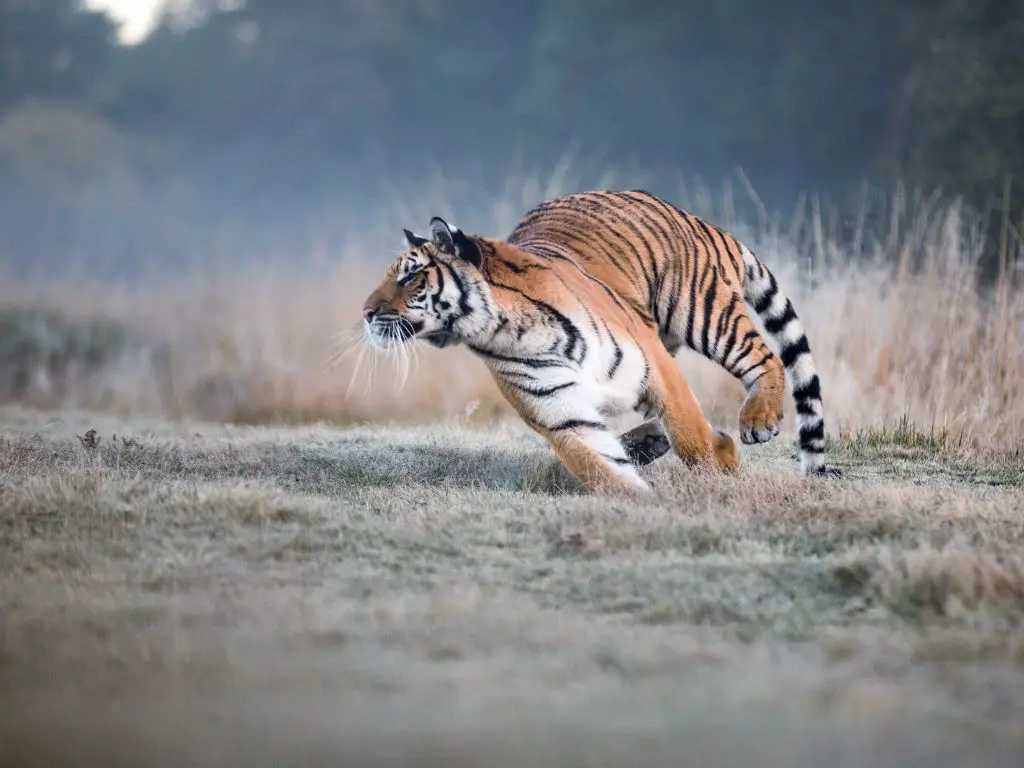What makes a Tiger so fast