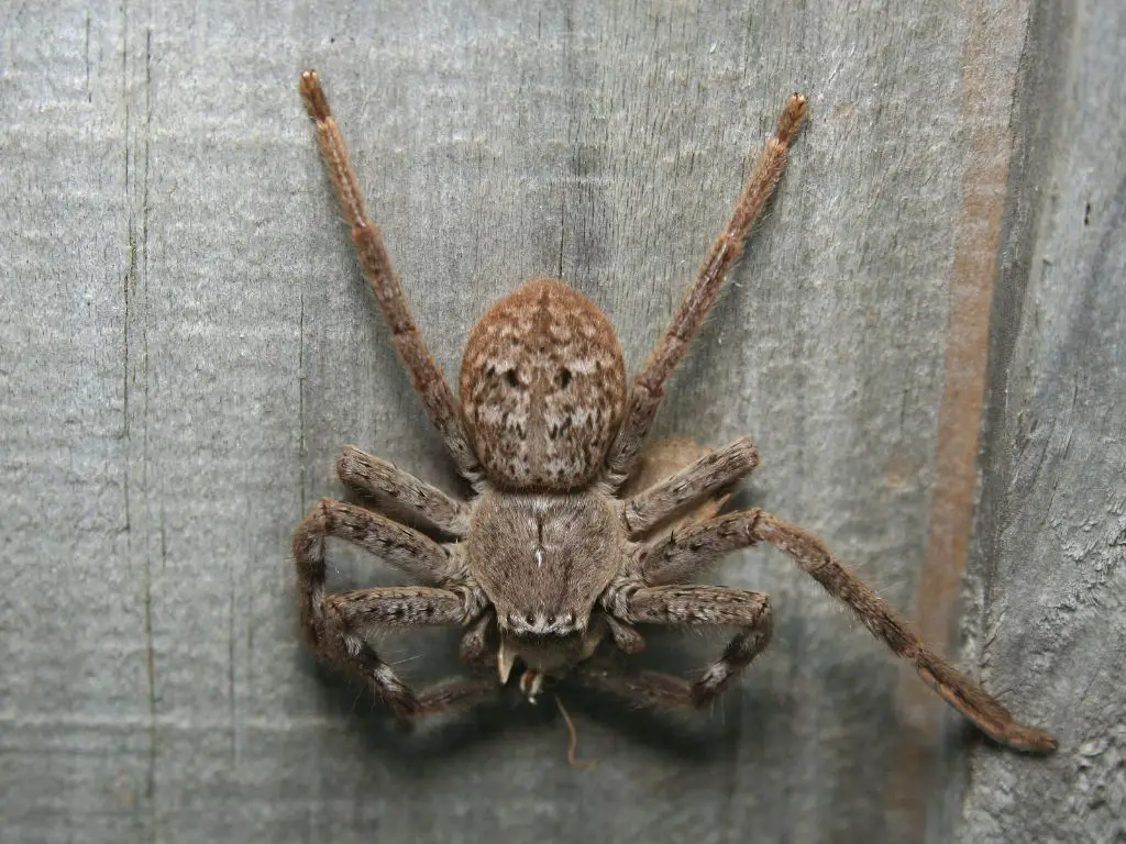 Where are huntsman spiders most common?
