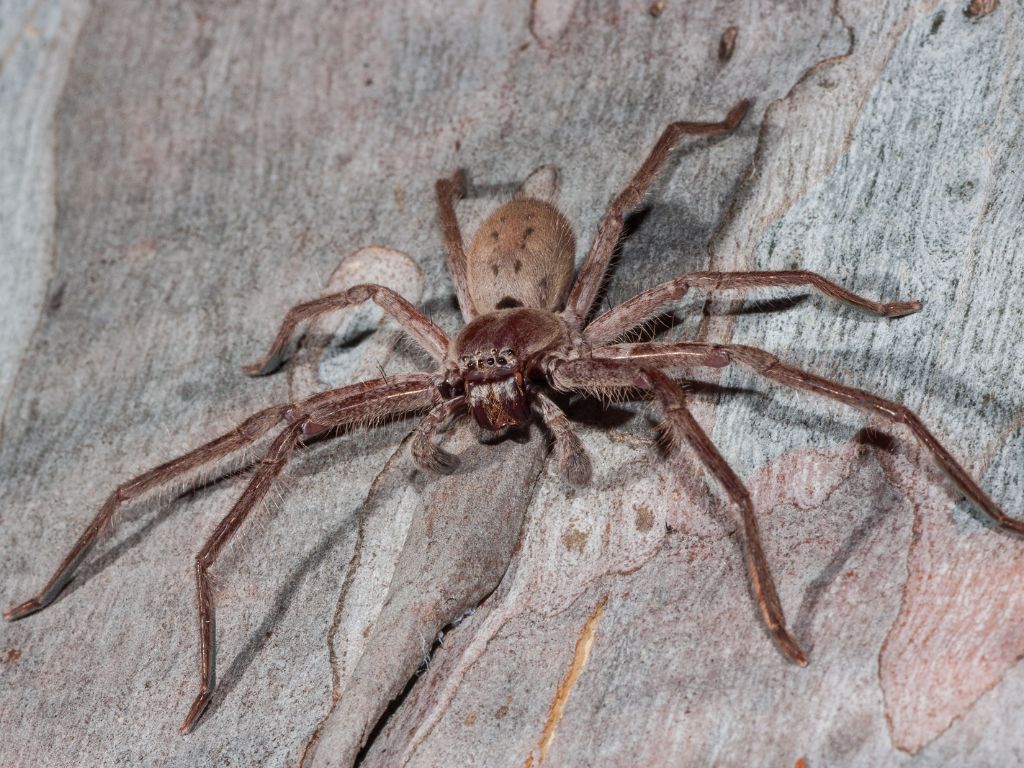 Where do huntsman spiders live in Africa