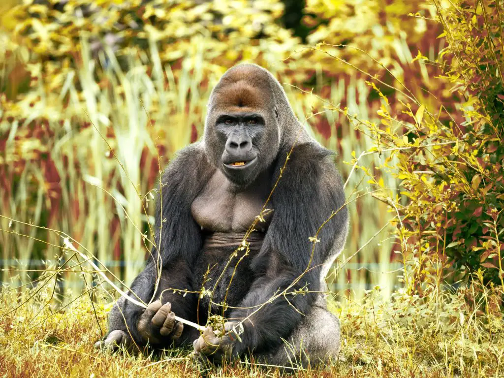 Why are gorillas stronger than humans