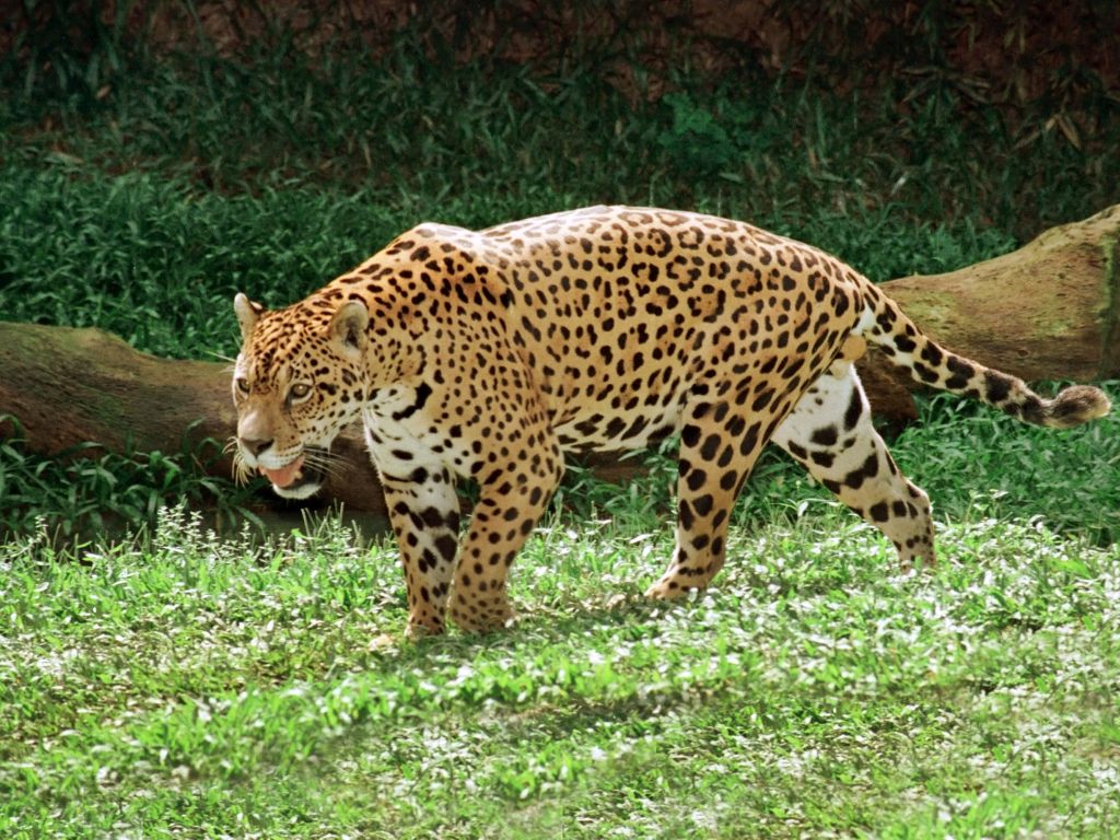 Why are jaguars so fast