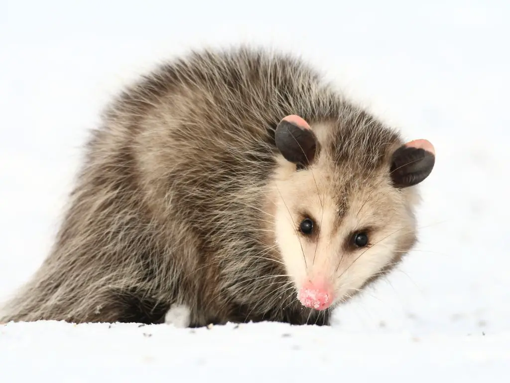 Why do possums only live 2 to 3 years