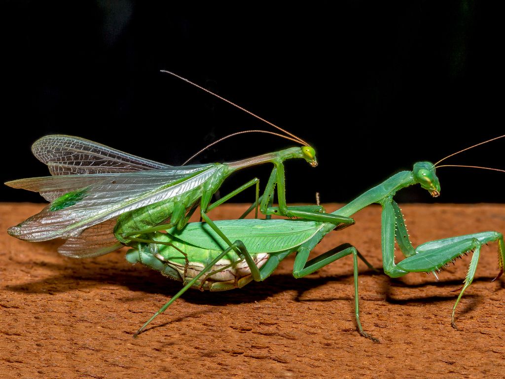 Why do praying mantis eat their mate
