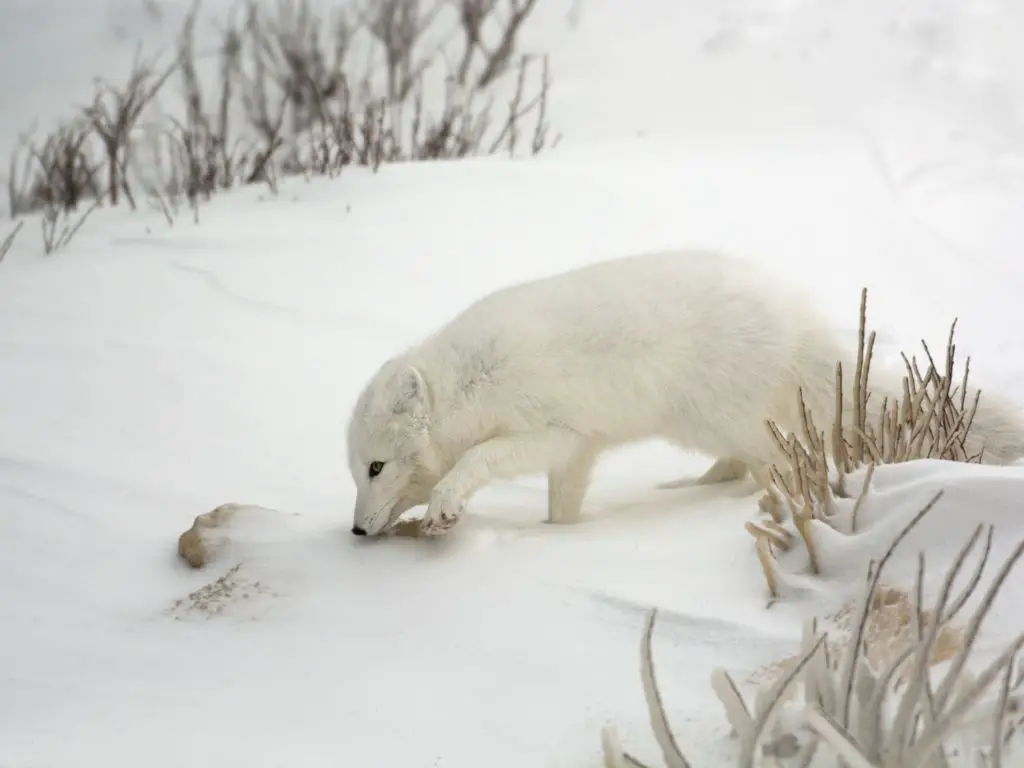 arctic fox Smell