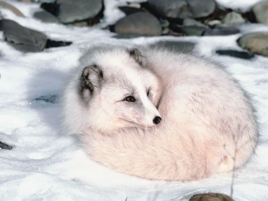 arctic fox curling up