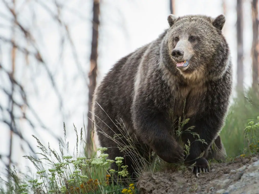 biggest grizzly bear