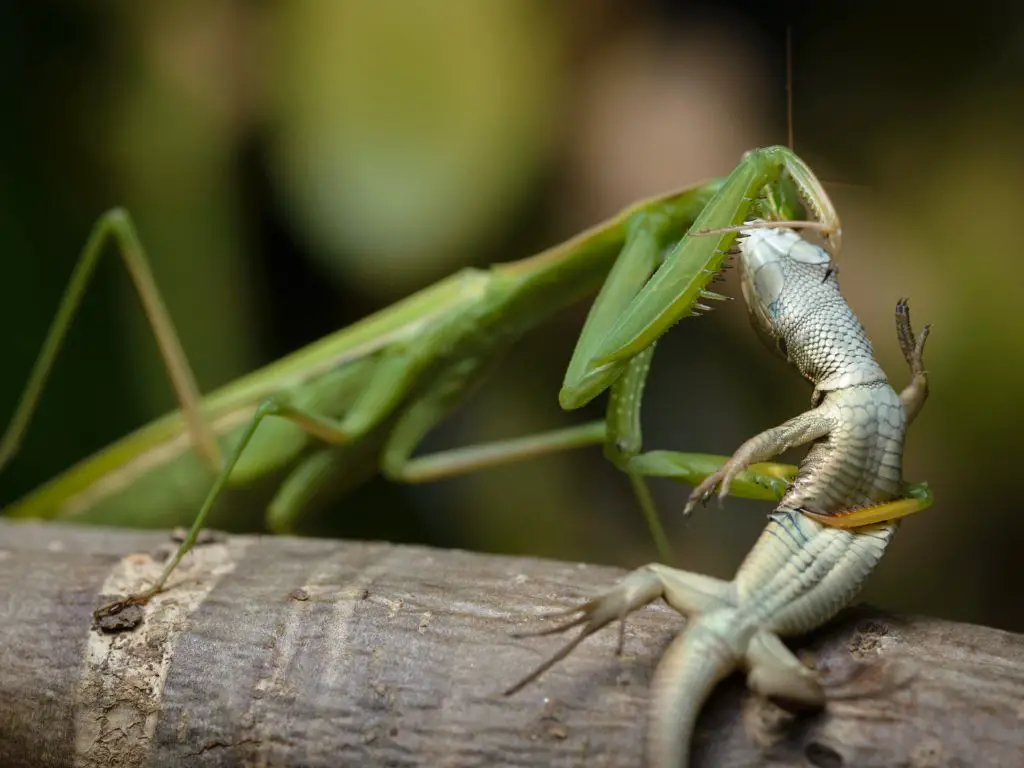 do praying mantis eat lizards