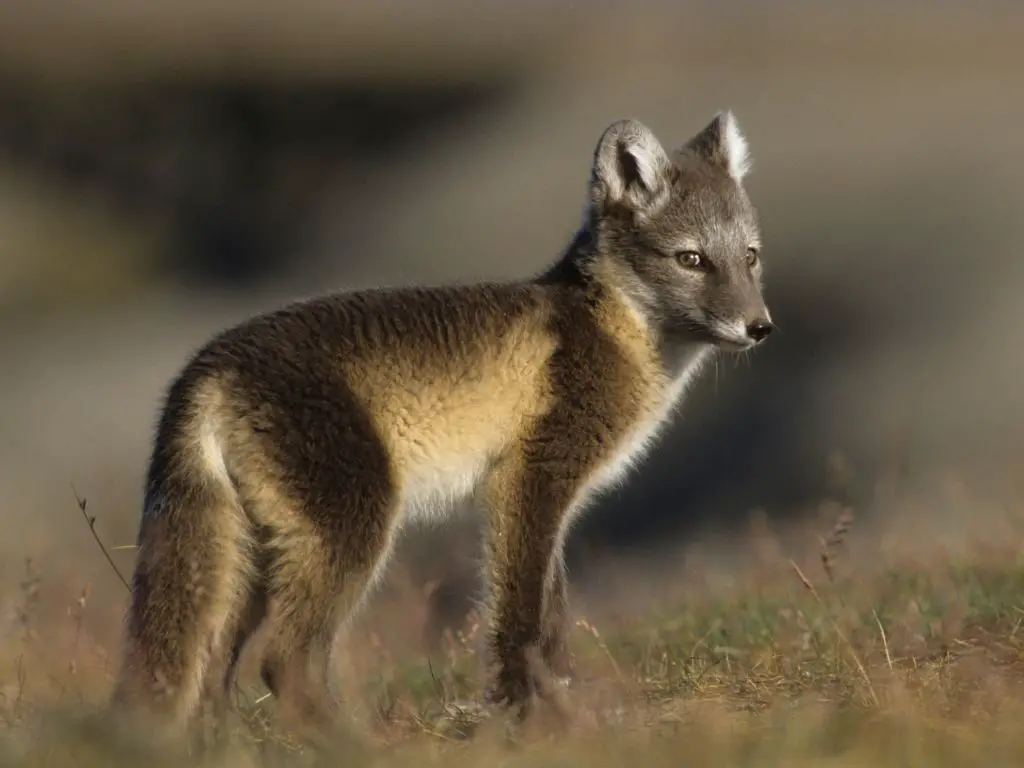 grayish-brown fur of arctic fox