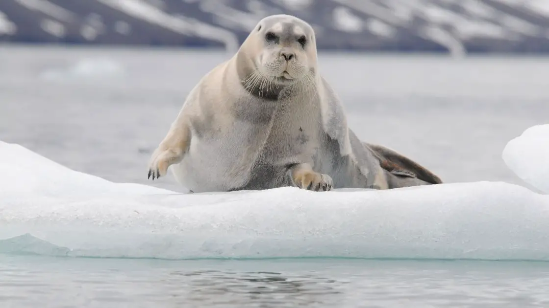 Bearded seals