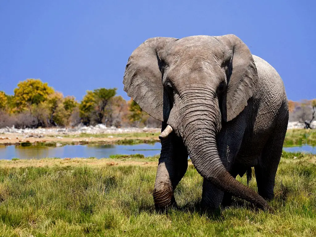 Behavioral Adaptations Of An Elephant