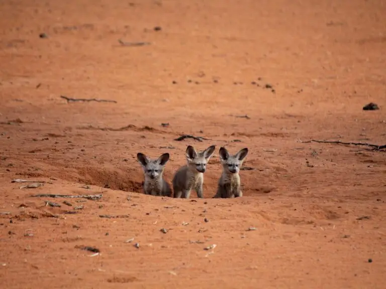 Adaptations of a Fennec Fox - Behavioral, Structural & Physiological