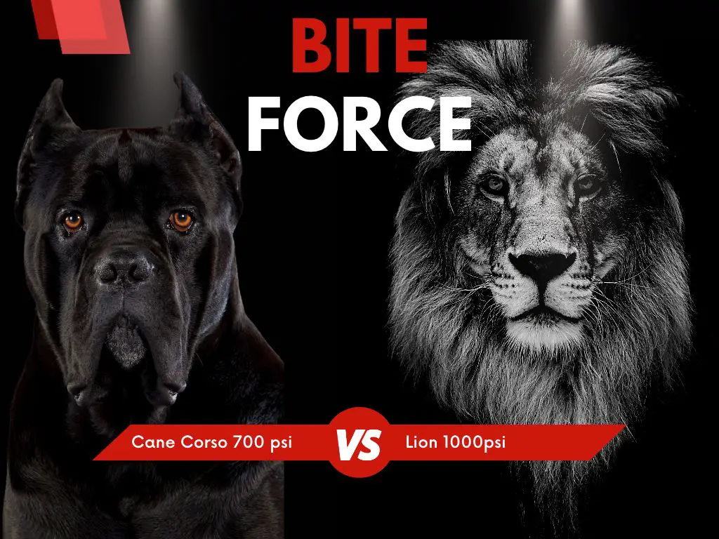 Cane corso bite force vs lion