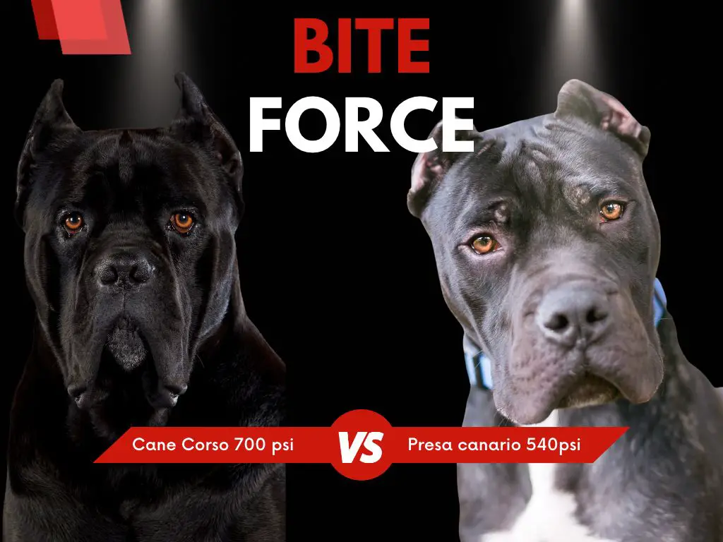 Cane corso vs presa canario bite force