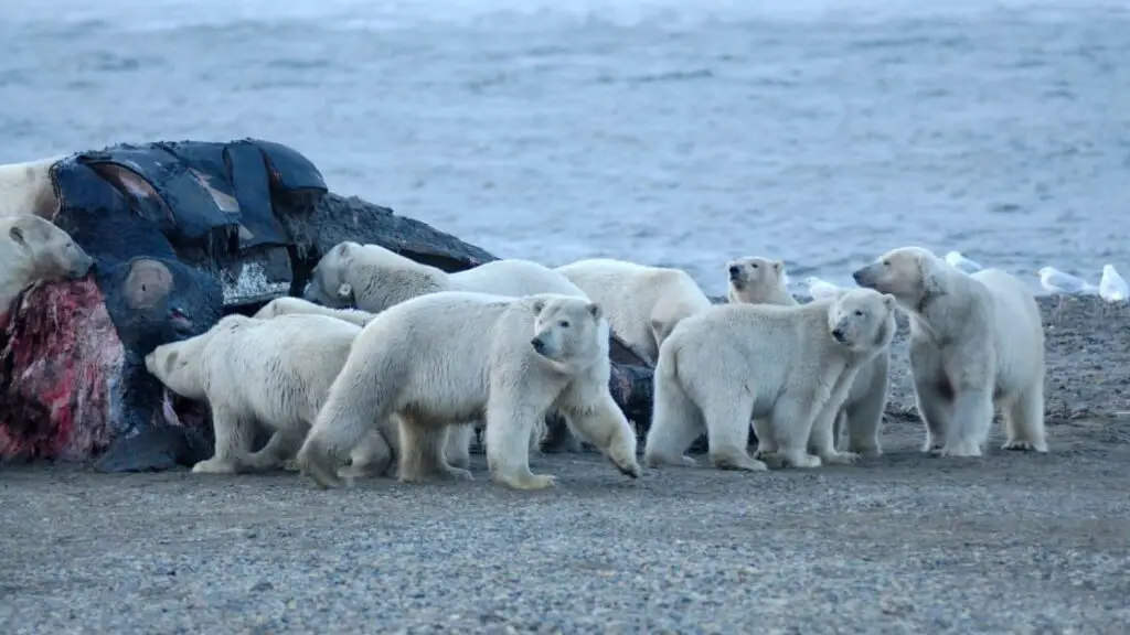 What Do Polar Bears Eat - Polar Bears Diet - Zooologist