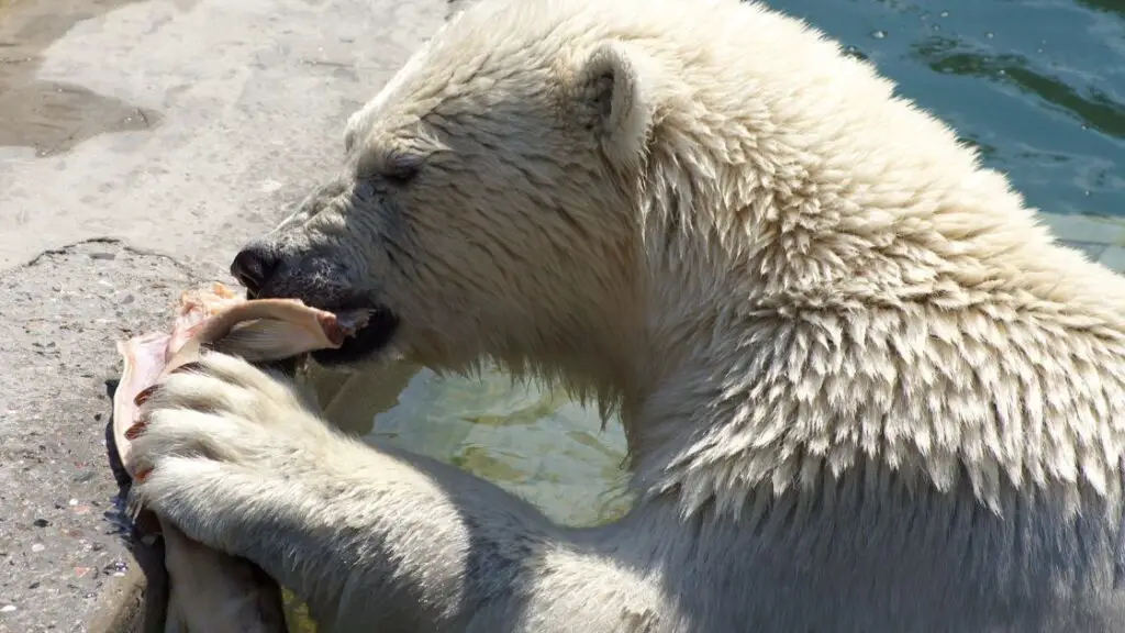 What Do Polar Bears Eat Polar Bears Diet Zooologist