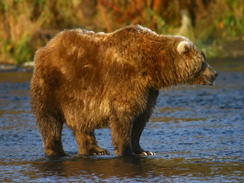 How Big Is The Kodiak Bear