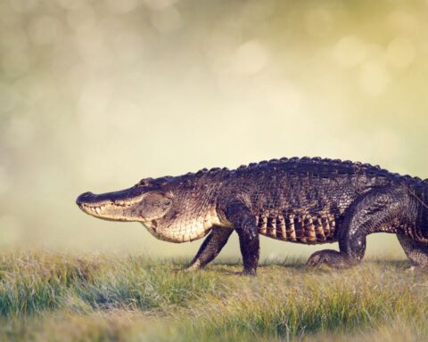 How Fast Can An Alligator Run