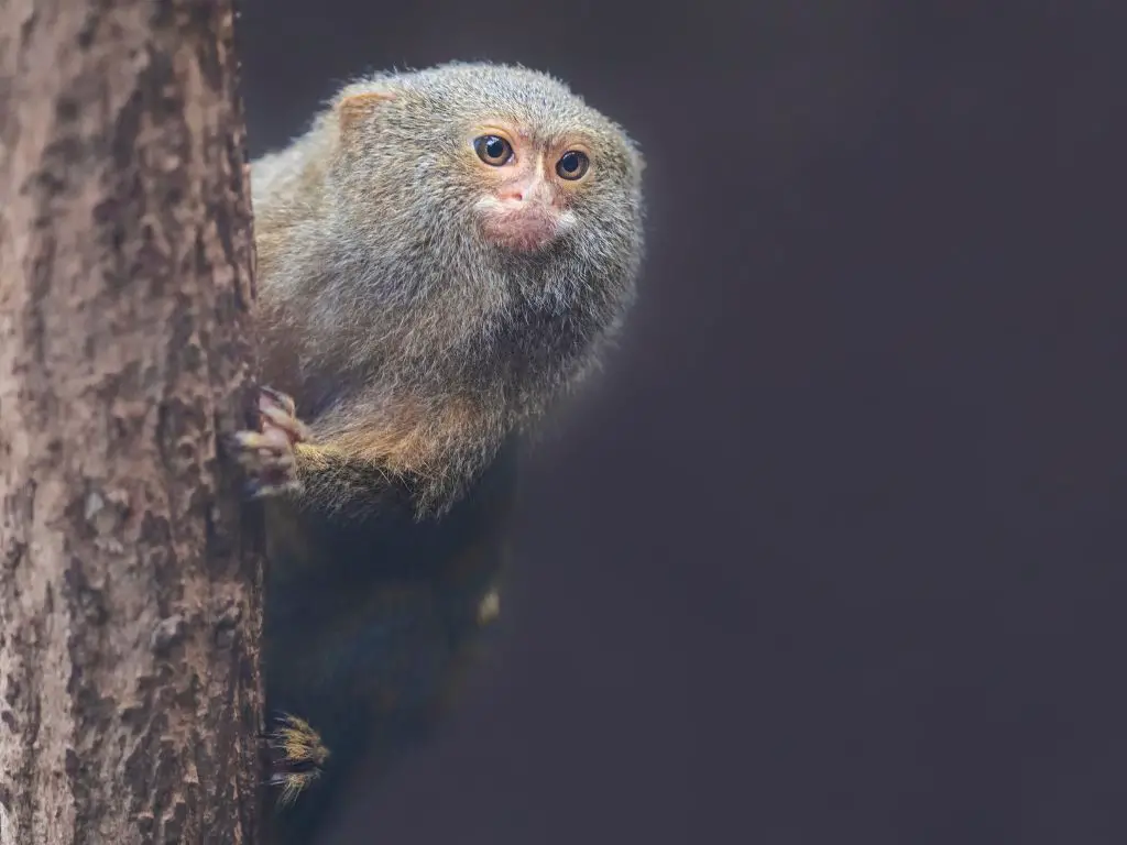 How big can finger monkeys get