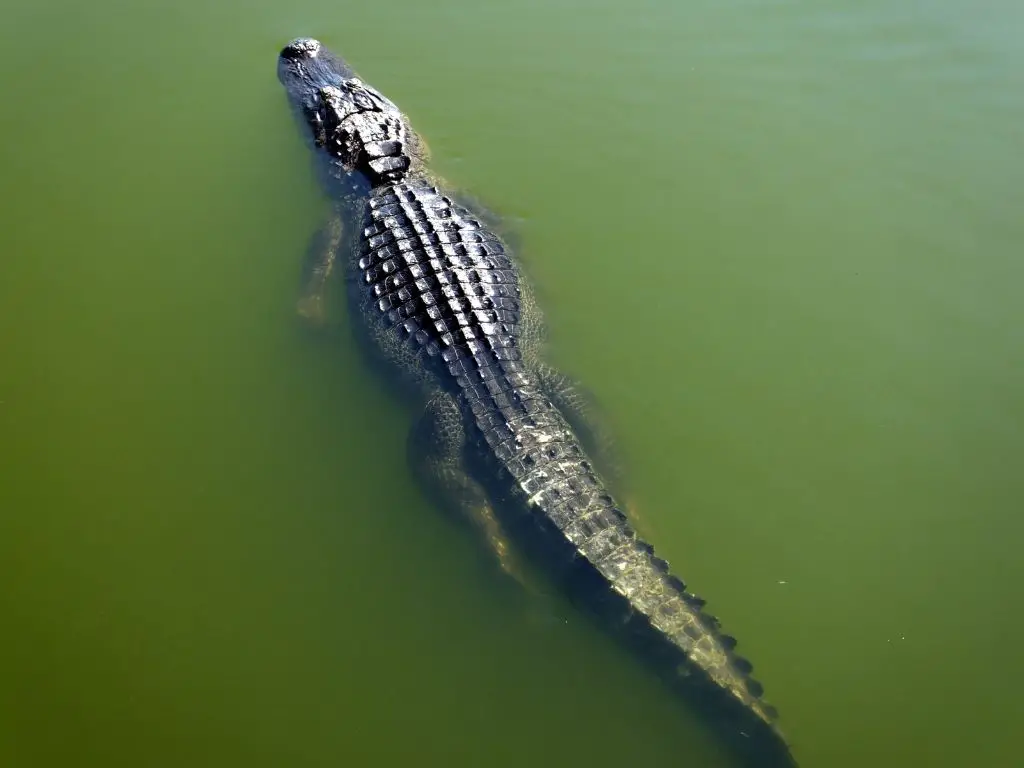 How fast can an alligator Swim