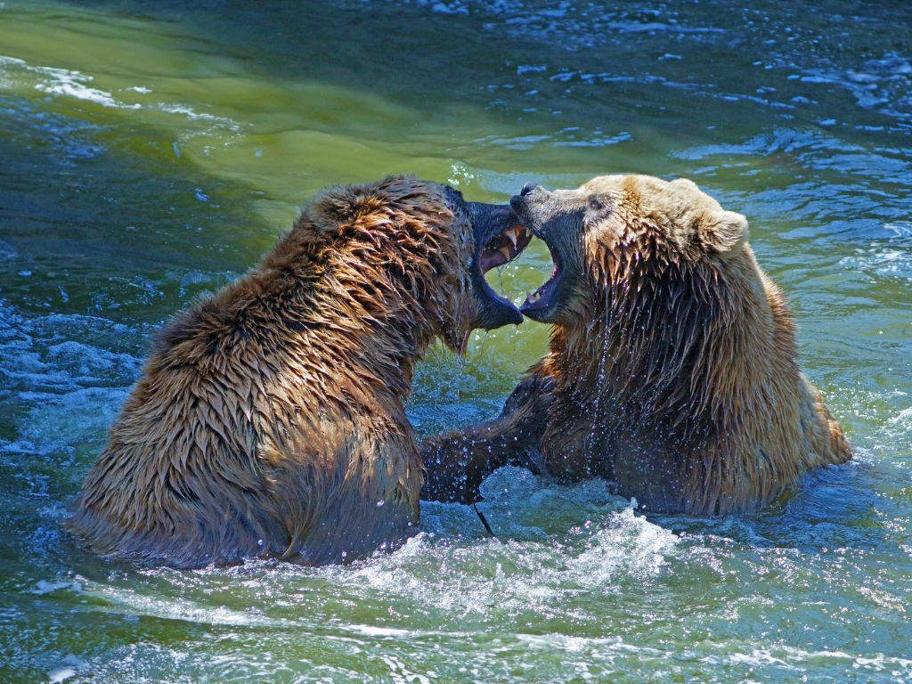 How heavy is a kodiak bear