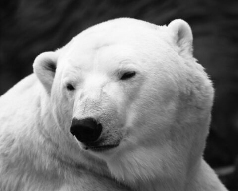 How long do polar bears live