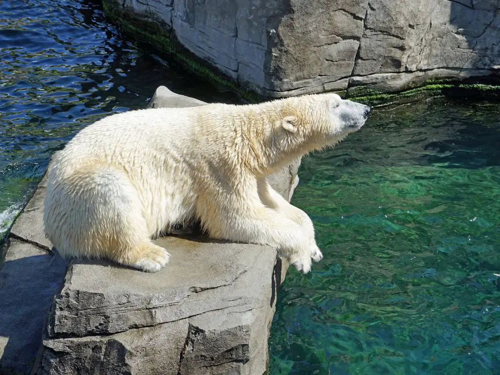 How long do polar bears live in captivity