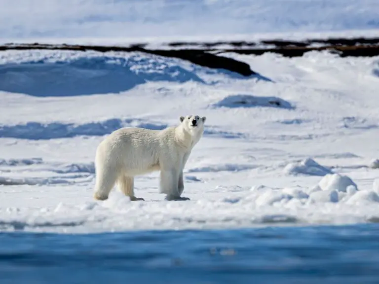 How Long Do Polar Bears Live - Polar Bear Lifespan - Zooologist