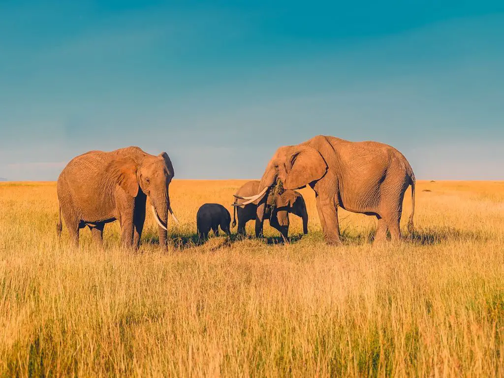 How long is an african elephant pregnant for in days