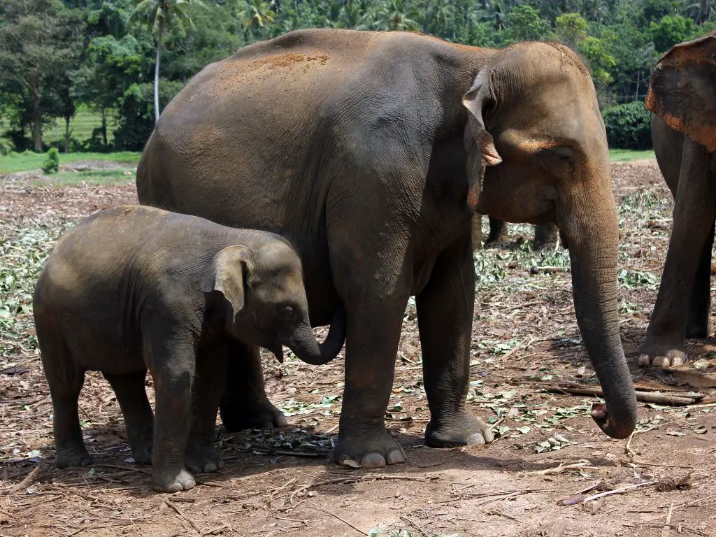 How long is an asian elephant pregnant for