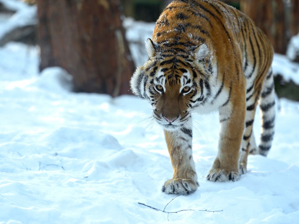 How many wild siberian tigers are left