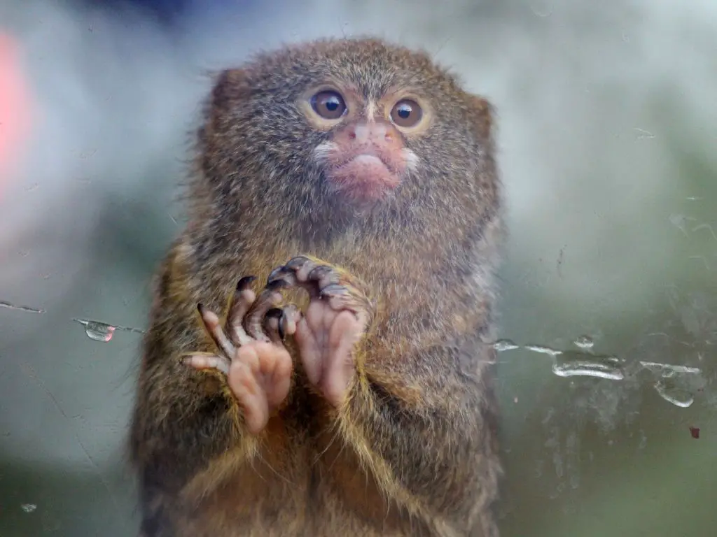 How much does a finger monkey weigh