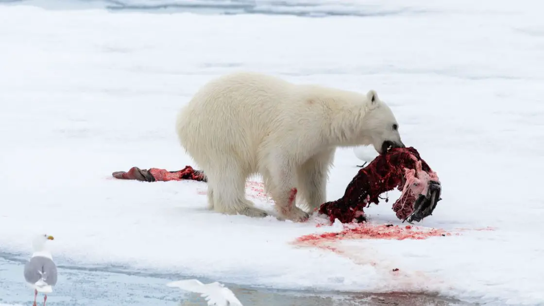 How often do polar bears eat