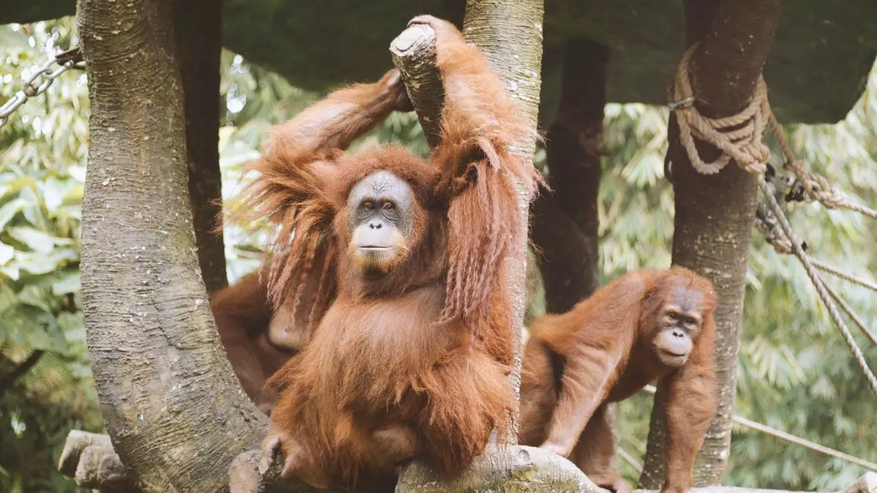 How strong are male orangutans