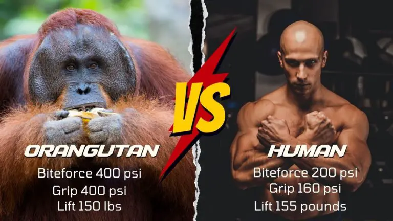 How Strong Are Orangutans | Orangutans Strength - Zooologist