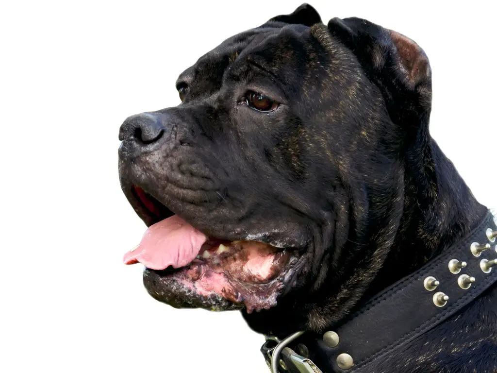 How strong is cane corso bite