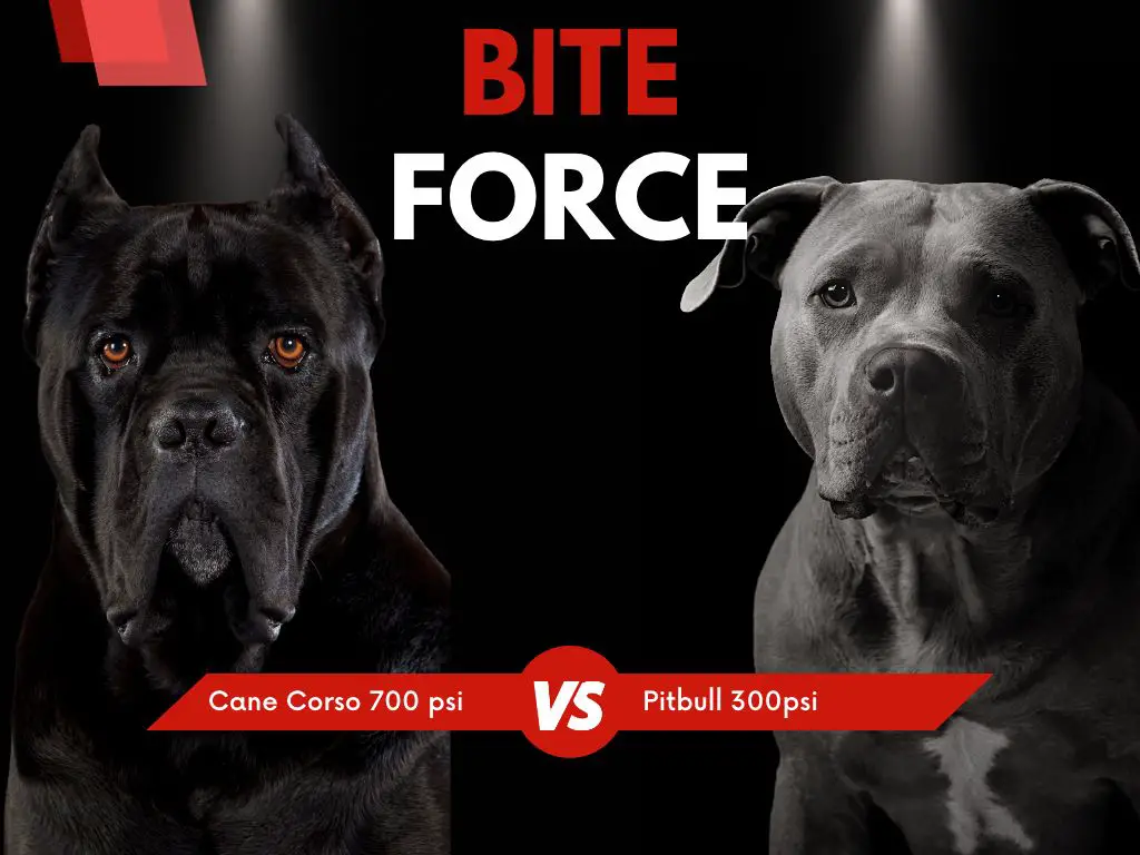 Is a Cane Corso bite stronger than a pitbull